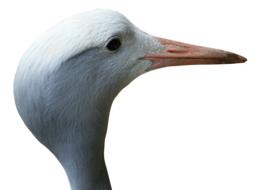 Crane Blue Bird