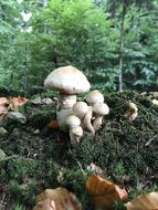 Healthy raw mushrooms in the woods