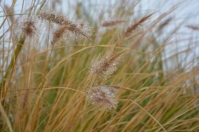 Tall Grass Plants