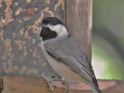 Bird Tiny Close Up