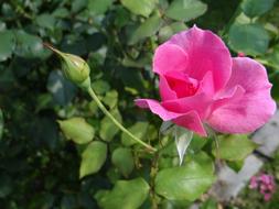 gorgeous rosebud
