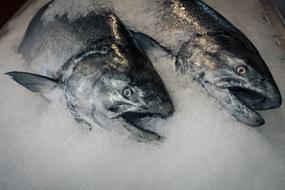 raw frozen fish