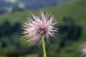 spiny big flower on the stem