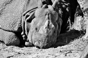 Rhino Animal Mammal Big