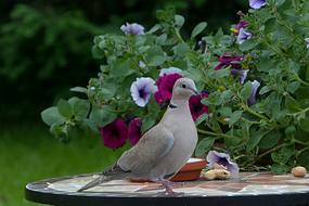 Bird Dove Collared Streptopelia