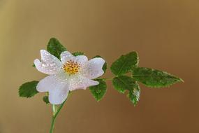 little flower in dewdrops