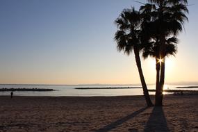 the silhouette of a palm tree on a tropical beach