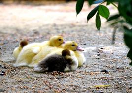 cute ducklings sitting