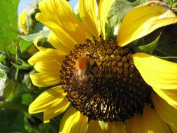a bumblebee collects pollen in a flower