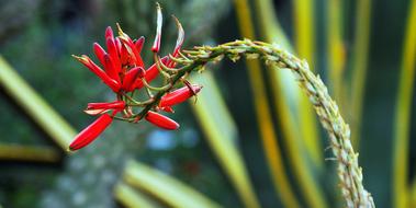 Flower Red Floral