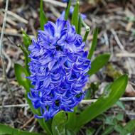 Flower Blue Hyacinth Spring