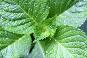 Nature Green Leaves Leaf