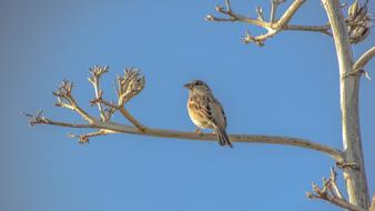 bird on a branch against a blue background