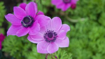 Anemone Flowers Spring