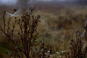 cobwebs on the branches of the bush