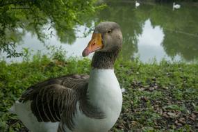 Oca Animals Lake