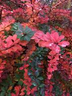 Barberry Bush Bloom