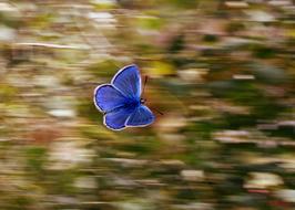 Butterfly Blue Wings