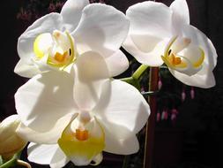 white buds of beautiful flowers