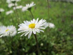 white daisies in a green field