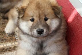 Puppy Eurasians Dog