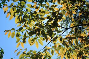 Tree Sun Light Nature