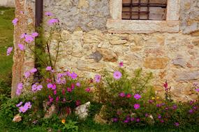 pink flowers near the wall of an old stone house