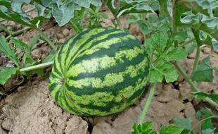 big sweet watermelon