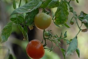 tasty homemade tomatoes