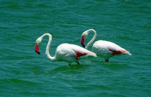 Bird Greater Flamingo