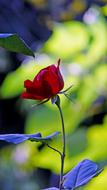 red lonely rose in the garden