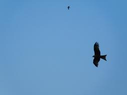 eagle flying in the blue sky