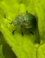 Bug Green Hello