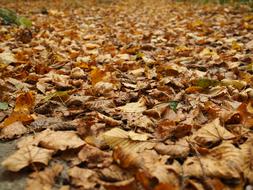 Fall Foliage Leaves Forest
