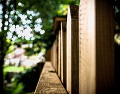 Green Macro Wood blur