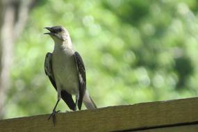 Bird Song Mocking