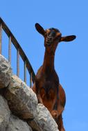 Goat Climb Livestock