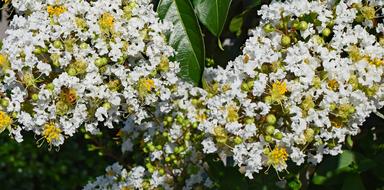 Crepe Myrtle With Honeybee