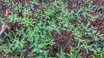 Ground Nature Plants