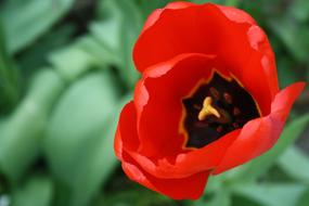Poppy bud close up red