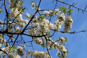 Cherry Tree Blossom Bloom