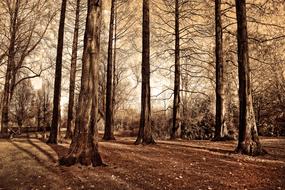 Trees Tall Trunks Bare