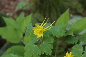 Yellow Flower