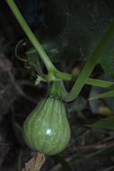 unripe garden vegetable