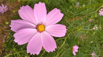 pink gorgeous flower