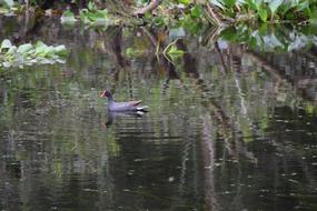 Duck Lake Bird