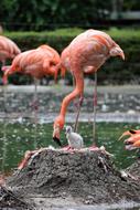 Flamingo Animal Pink