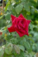 red flower of love