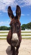 domestic Donkey Animal on farm