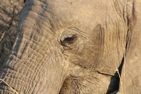 big elephant eye